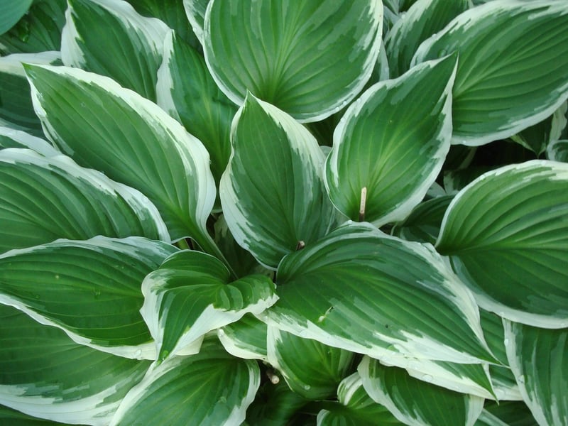 Shade-Tolerant Plants