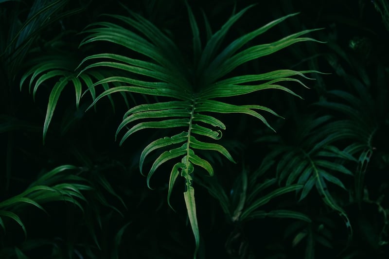 Ferns