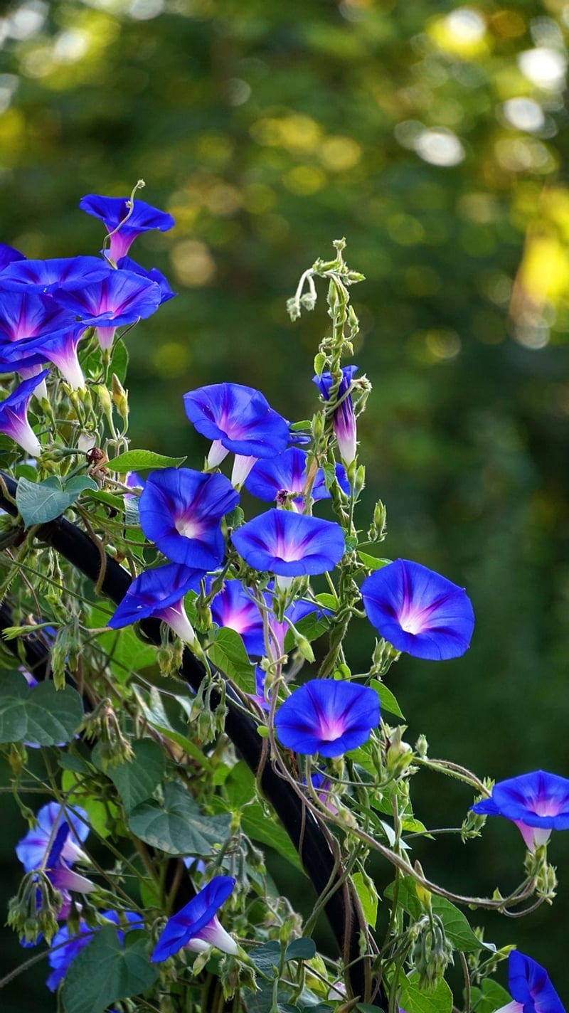 Morning Glory